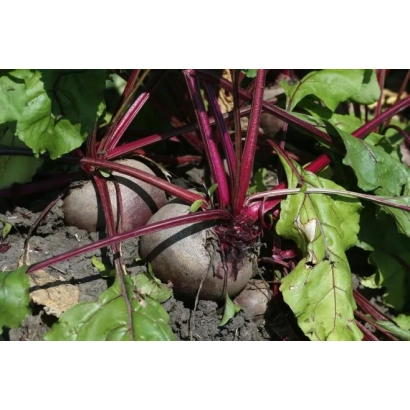 Свекольная ботва и корнеплоды на земле - Адастра