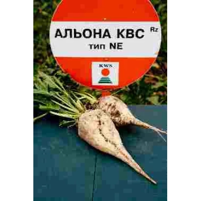 Sugar beet seeds ALONA KWS Rz type NE - Alena KWS Rz F1