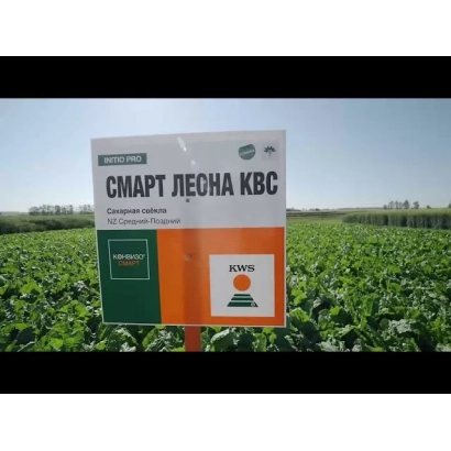 Знак з написом СМАРТ ЛЕСНА КВС на фоні цукрової буряка - АНГАРА СМАРТ