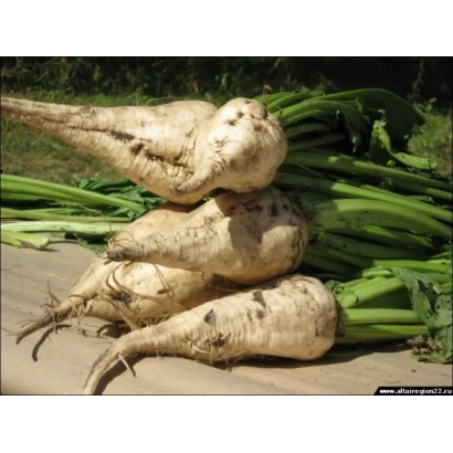 Sugar beet roots Janova | Janova on ground