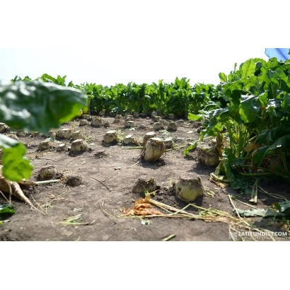 Поле з цукровою буряком на стадії збору - Аркадія