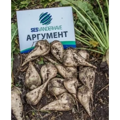 Насіння цукрової буряка Аргумент на землі