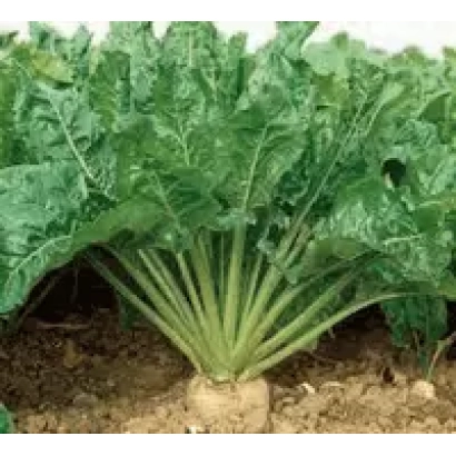 Сахарная свекла Армин на поле