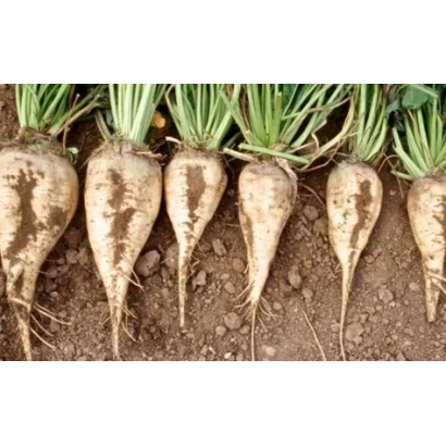 Свеклина корені сорту Аспен на землі