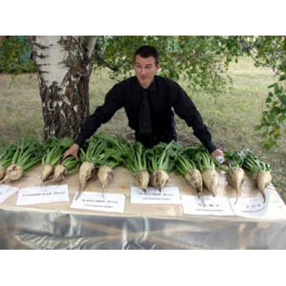 Свекольные корнеплоды Огест | August / Ogest на столе