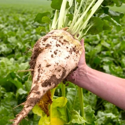 Hand holding a sugar beet root against a green field background - Yavir