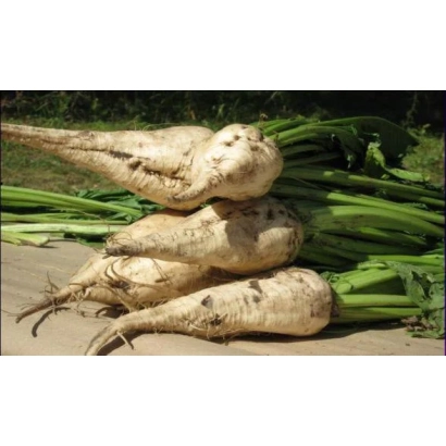 Свекла цукрова сорту Авторитетний