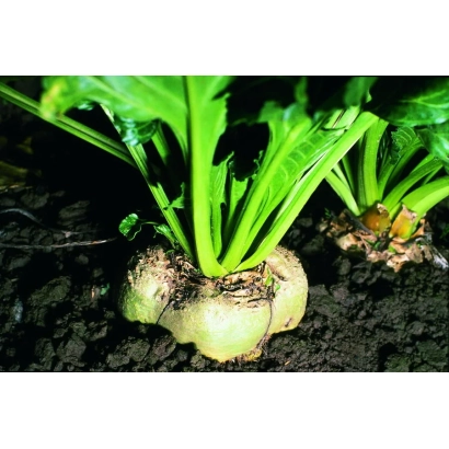 Sugar beet BARTAVELLA | BARTAVELLA in soil