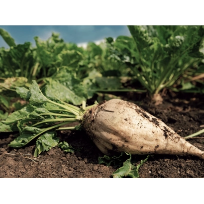 Сахарная свекла на земле - БЦ 11 Х Е 9.22