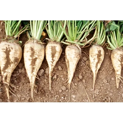 Свекольные корнеплоды сорта БОРИСЛАВ на земле