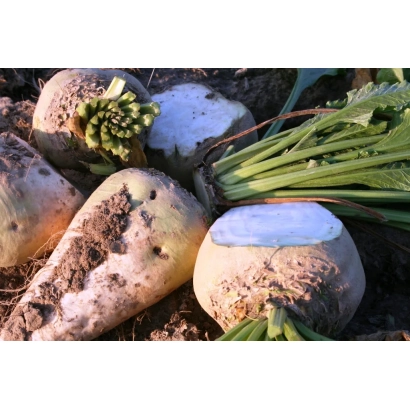 Свекольные корнеплоды с ботвой на земле - Брин