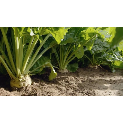 Sugar beet growing in soil - BS 04