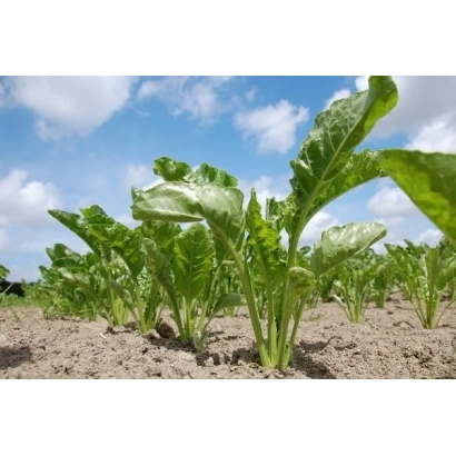 Ряды молодых растений сахарной свеклы на поле под голубым небом - БТС 9975
