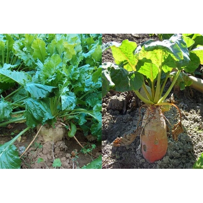 Свекольная ботва и корнеплод сорта Булава в земле