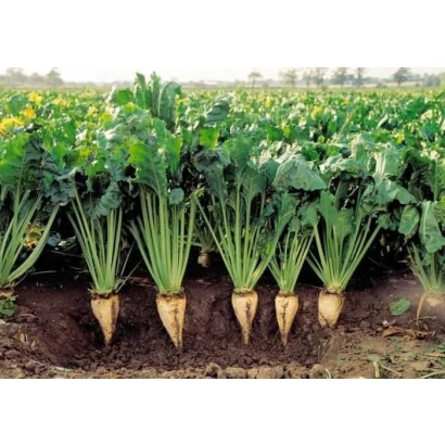 Цукровий буряк у полі - Вишневий