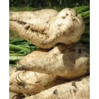 Sugar beet tops and roots against green foliage - Shyenne