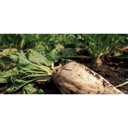 Beet greens and root vegetable on soil - Classica / Klasika
