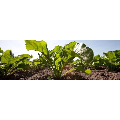 Ростки сахарной свеклы Курлис на поле