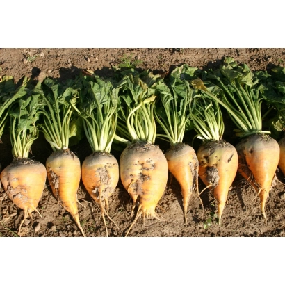 Сахарная свекла сорта Д 4.2 1 Х Р 24.5 на гряде