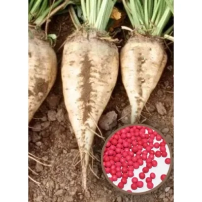 Три корнеплода сахарной свеклы с красными семенами в круглой чашке на земле - Дрена