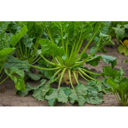 Sugar beet plant in field - Dvina