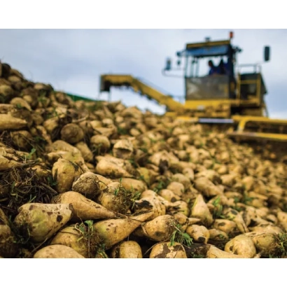 Pile of sugar beets with yellow harvester in background - Jenny