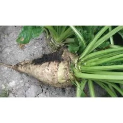 Beet greens and root of sugar beet - Georgina Rz Cr F1