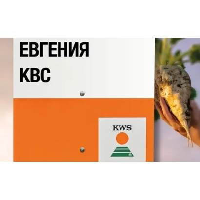 Пакет семян сахарной свеклы Евгения КВС