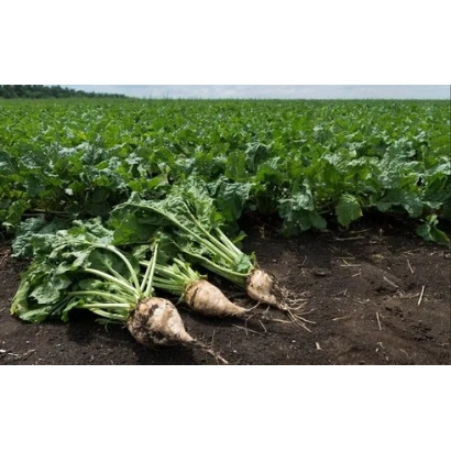 Sugar beets in field - FD Bunker