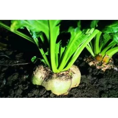 Sugar beet variety FD13SC002 in soil