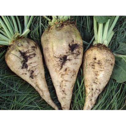 Three sugar beet roots on green grass - Fertila