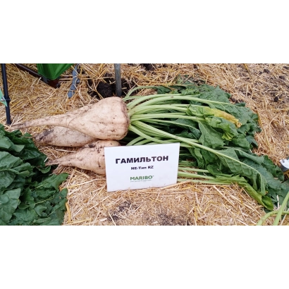 Свекла сорта Гамільтон на выложенной соломе с табличкой - ГАМИЛЬТОН