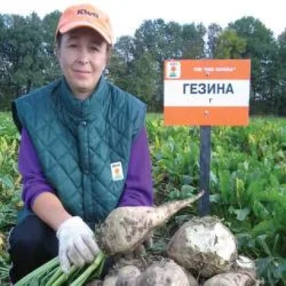 Person in field holding sugar beet variety GEZINA, with sign labeled GEZINA - Gezina RZ F1