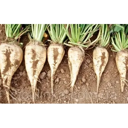 Hilena sugar beet roots in soil