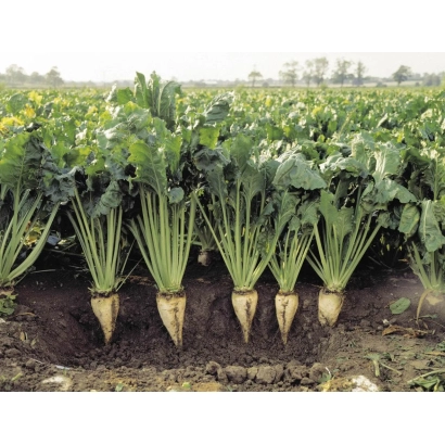 Sugar beet Hilma in field