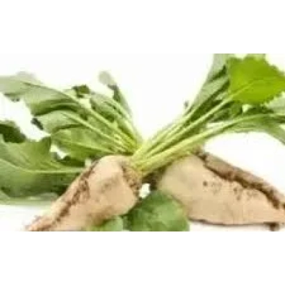 Свекольная ботва с корнями на белом фоне - ИЦБ 0801