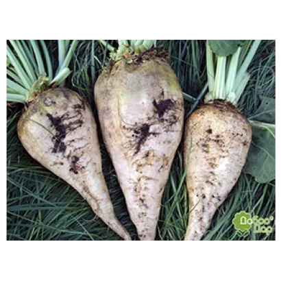 Три корнеплода сахарной свеклы на зелёном фоне - Импакт