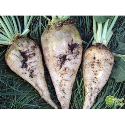 Три корнеплода сахарной свеклы на зелёной траве - Импакт