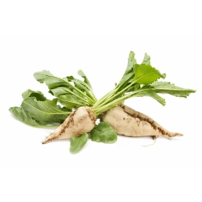 Sugar beet roots Janosik with green leaves on white background