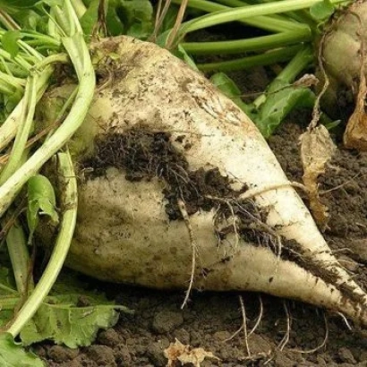 Beet greens and root vegetable on soil - Japola