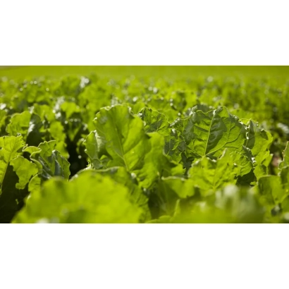 Field of Jarysa sugar beet