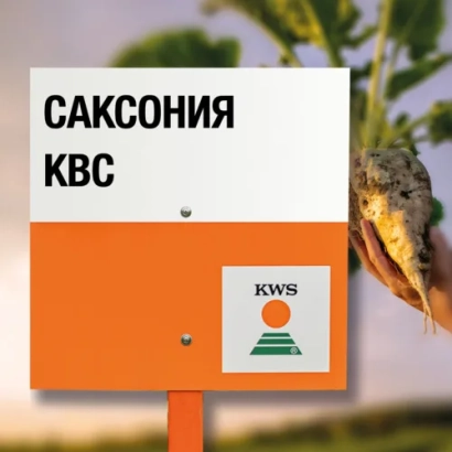 Мешок с семенами сорта САКСОНИЯ КВС от KWS - ЕВГЕНИЯ КВС