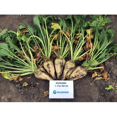 Calvin sugar beet seeds on soil