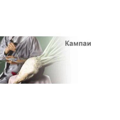 Корнеплод сахарной свеклы Кампаи на фоне