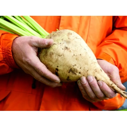 Person in orange jacket holding a root vegetable of sugar beet Karat