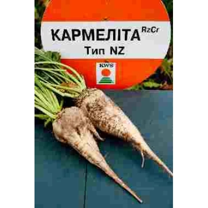 Насіння цукрової буряка Кармеліта Rz Cr F1 на помаранчевому фоні