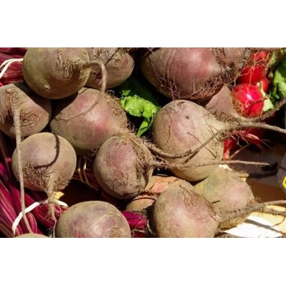Свекольные корнеплоды с ботвой на фоне - Киборг