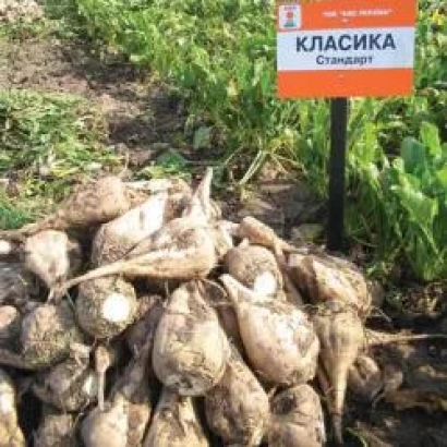 Harvested sugar beets with sign «CLASSICA Standard» - Classic F1