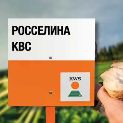 Семечки сорта РОССЕЛИНА КВС от KWS - КОНСТАНЦИЯ КВС