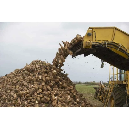 Желтый трактор выгружает свеклу в кучу на поле - Кубанський ЧС 36